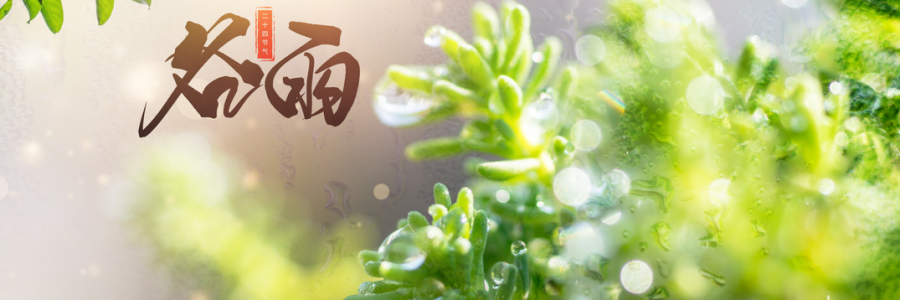 谷雨丨雨生百谷，人間向暖