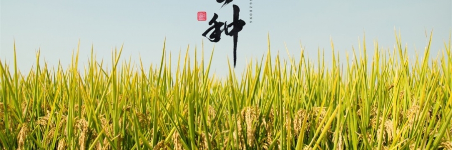 芒種 | 風(fēng)吹麥浪，蟬鳴夏忙