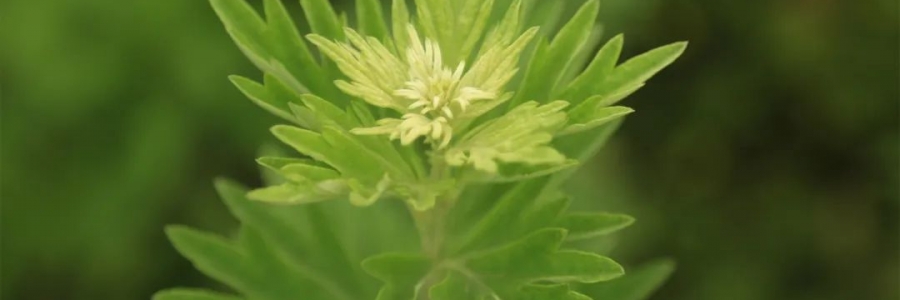 化成了灰也還是個寶，我勸你最好珍惜！