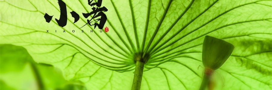 小暑 | 暑熱如歌，心靜生涼