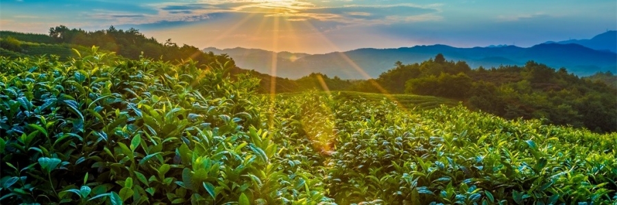 “三陽開泰”防病疫，這才是升陽的無上心法！