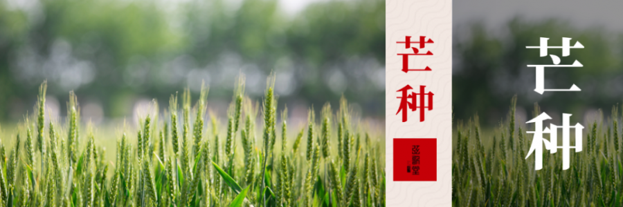 芒種 | 忙收忙種，防暑祛濕